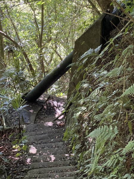 2025山之精靈2910555