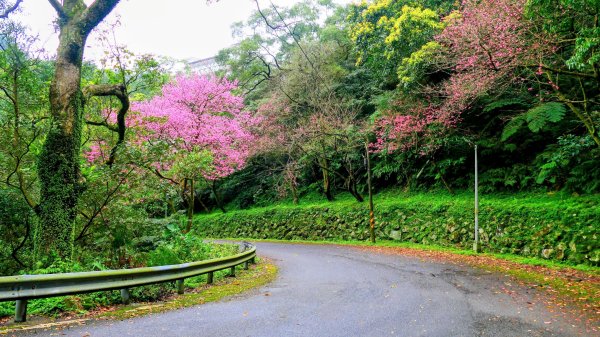 勤進路櫻花3009716