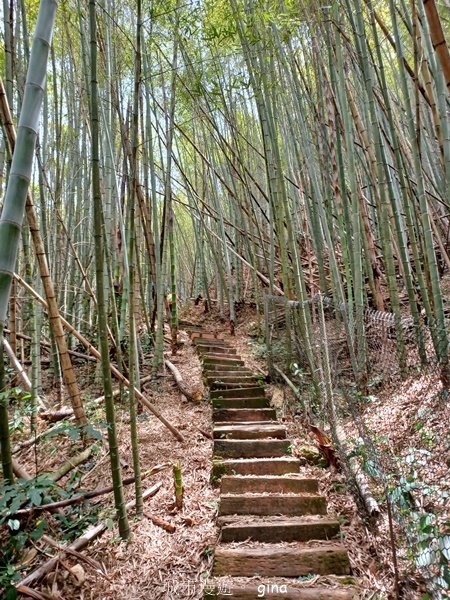 【嘉義梅山】雲霧裊裊似仙境。 瑞太古道 x大風埕觀日峰x油車寮步道2557796