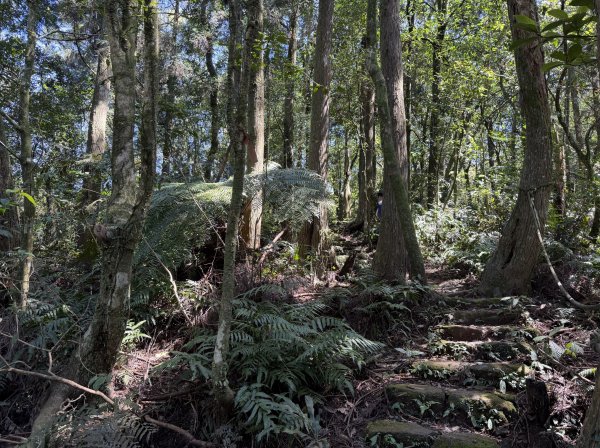 [淡蘭古道] 2026_0315 南路第三段_獵狸尖步道3017271