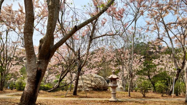 【台灣健行】不負春光：與花旗木在天臺山的相遇3033586
