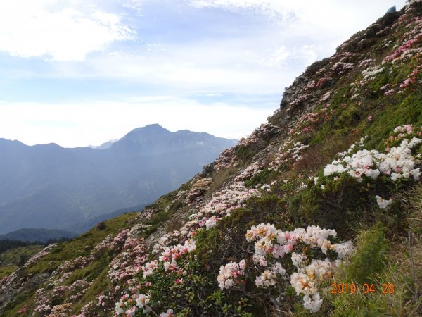 石門山賞杜鵑花684361