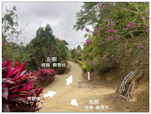 三灣落羽松秘境2676770