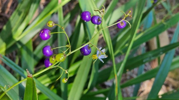 【孫悟空三借芭蕉扇要做啥呢？】解鎖第52座小百岳#035火炎山2903816