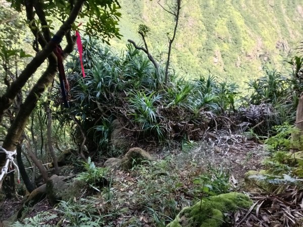 瑞芳區驚險驚嚇+短暫迷途的半屏大瀑布(瀑布稜)+小錐麓古道2886053