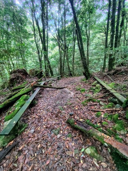 稍來小雪山國家步道、船型山、鞍馬山、鞍馬山東北峰、天池、雪山神木2799872