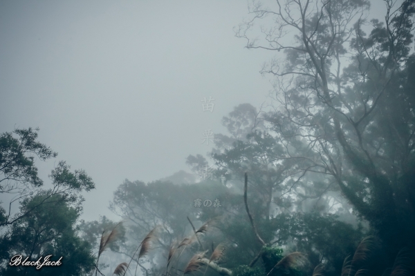 三義霧の森260900