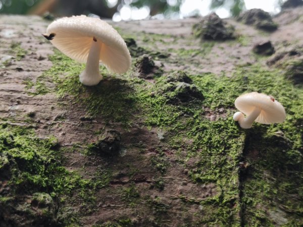 微笑山線之望月亭段2849033