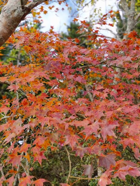 〽️12/25（三）聖誕節~楓紅了🍁~馬拉邦(小百岳)賞楓眺望聖稜線2676368