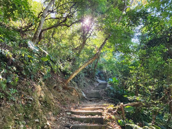 新北烏來｜內洞國家森林遊樂區步道群2904734