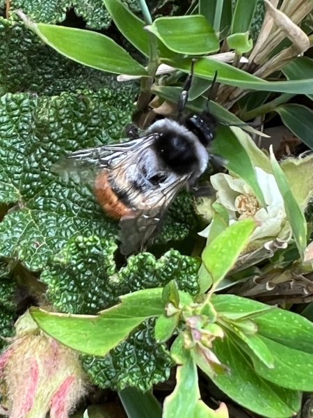 合歡山群峰（南峰、石門山、尖山、東峰）2626778