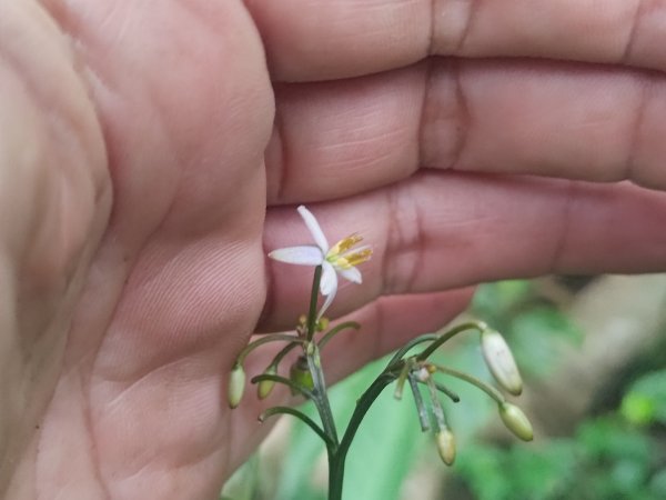 盆貿里山三盆連走2749567