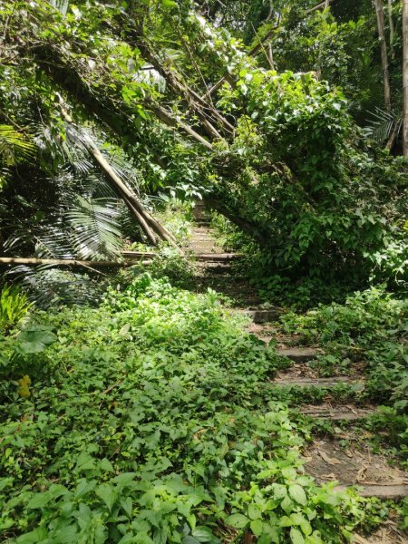 香路古道(巡護中路徑不明顯)暫時不要去2529785