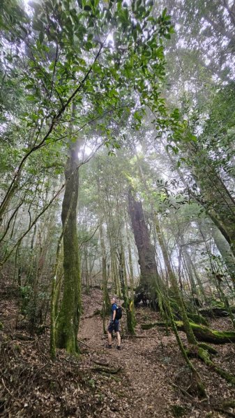 20251014雪見遊憩區 🚴‍♂️咖搭車走司馬限林道上東洗水山兩刷北坑山至大板根2916437
