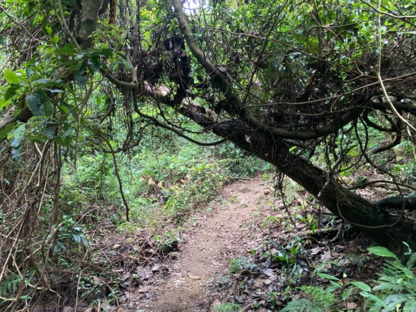 關西赤柯山、東獅頭山步道2278797