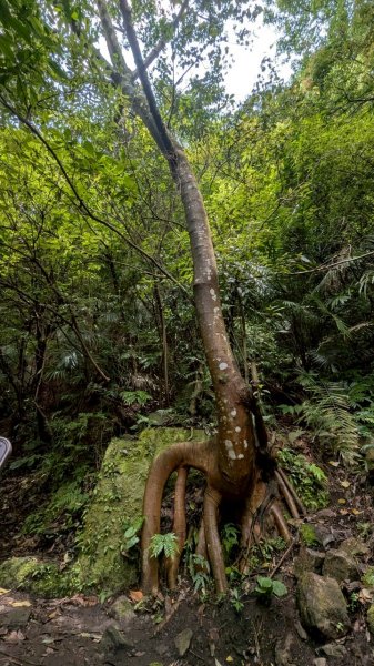 114.04.27草山觀瀑吊橋-紫明溪步道之旅2771766