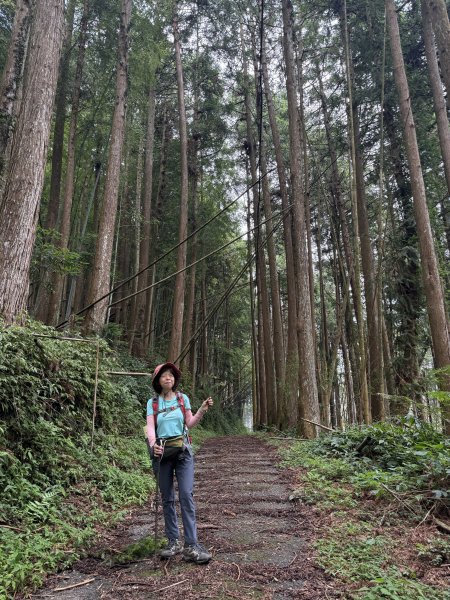 阿里山 奮瑞古道 202506282827181