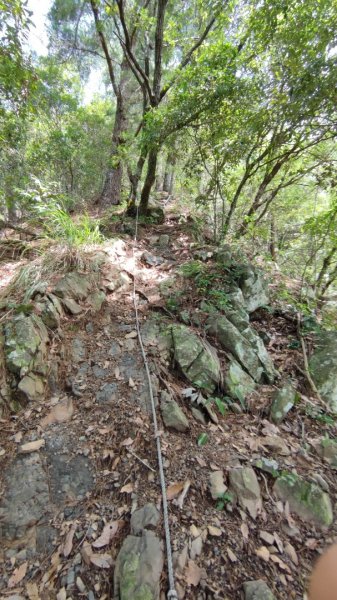 防疫二級東卯山（東南稜上/松鶴捷徑下）O環/有亮點：石觀音1430828