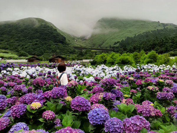 繡球花田繽紛多彩。雲霧飄緲群山間989360