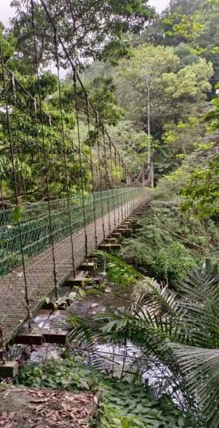 山車廣山.福巴越嶺O-神木群-水晶蘭-根結蘭2756263