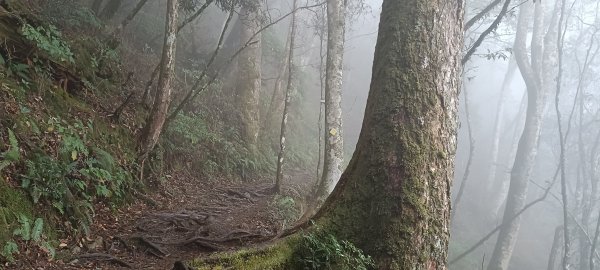 20231202_八仙山主峰步道+佳保台山2365992