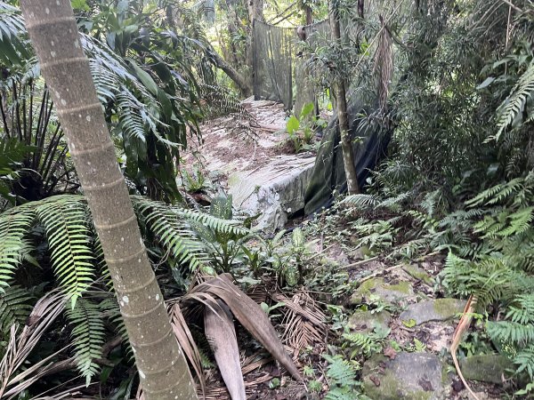 [微笑山線_第五段] 2025_0705 天上山系_五尖山2830320