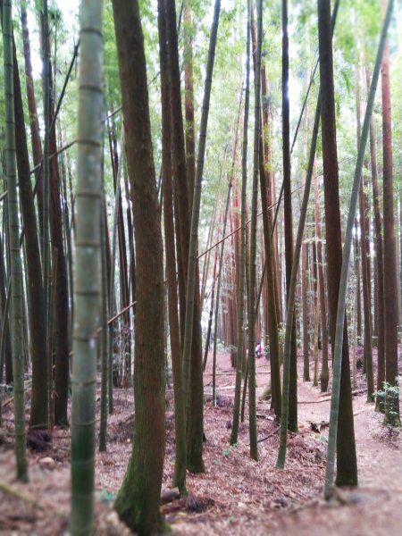 【台中。和平】綠蔭山林滿滿芬多精。大雪山林道 ~1860峰(長壽山)1425613