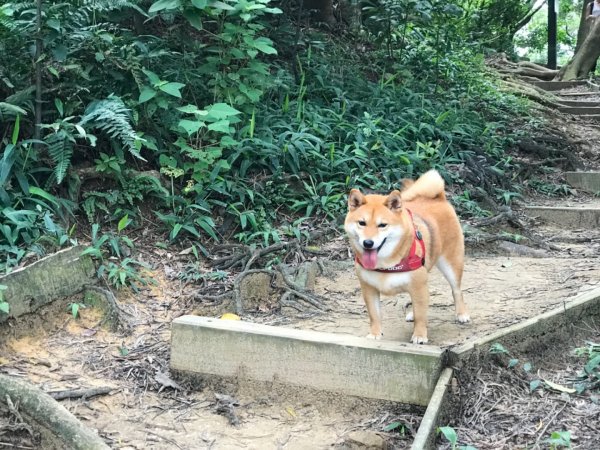 金面山步道1071833