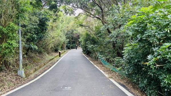 陽明山橫嶺古道|搭公車就能到京都嵐山竹林美景||澄園秘境賞梅前山公園悠閒野餐1603367