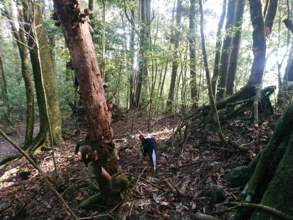 鳶嘴西稜到鳶嘴山O型回到19K大水桶944909