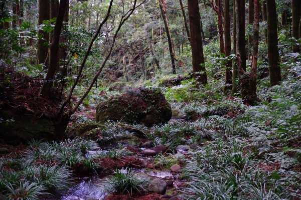新竹關西鎮 水田林道之貴妃&那結山連走1539757