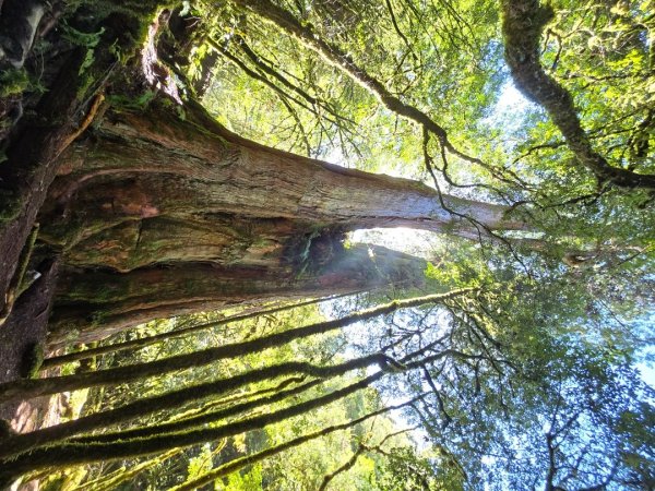 郡大林道19k之郡大神木群二刷～雲海滿出來～2451898