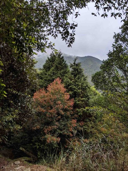 觀霧榛山登山步道912956