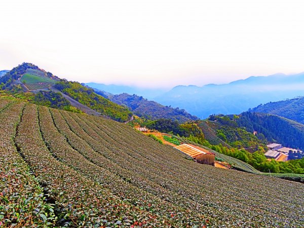 雲嘉五連峰 雲深不知處510945