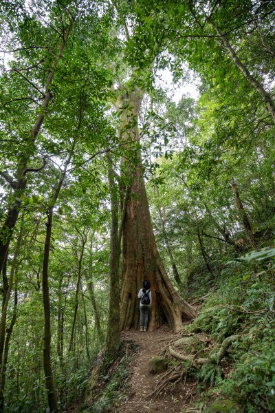 【新竹尖石】北得拉曼巨木步道894733