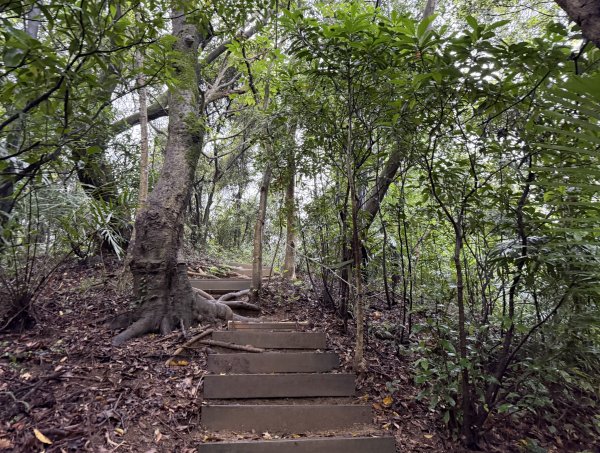 [微笑山線_第三段] 2026_0328 鳶山山系_福德坑山3025572