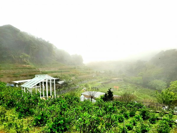 走遍陽明山：大屯山系｜青楓、中正山步道2085914