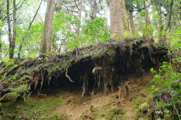 特富野古道91012