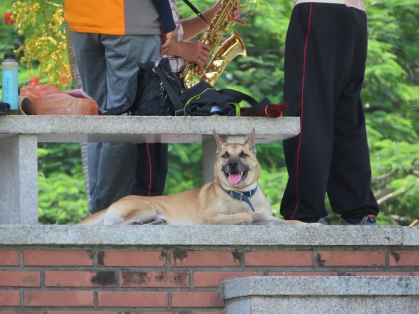 台中公園懷舊散策631092