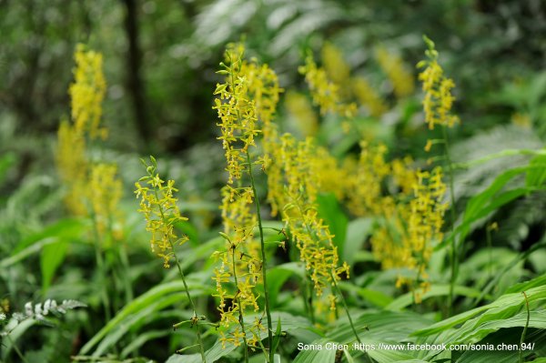 「淡萌黃」2025 D1225 綠花肖頭蕊蘭