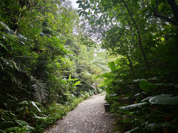 [淡蘭古道] 2026_0523 南路第一段_富陽自然生態步道3069301