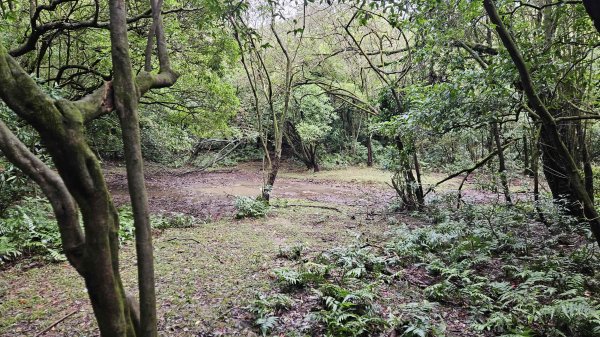 20251115冷水大山-頂中股山2936640