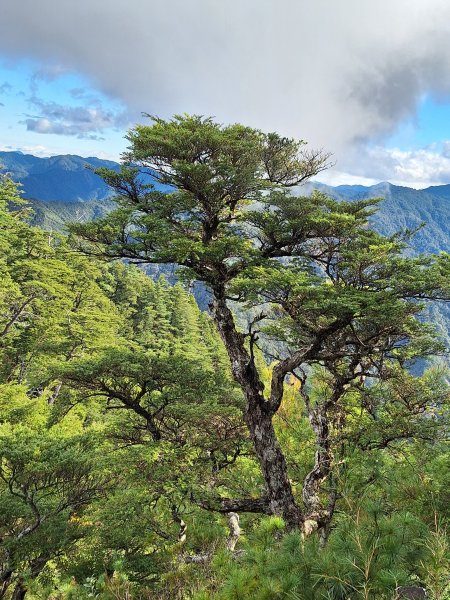 觀霧之榛山O型202411232653920