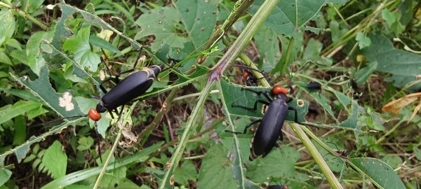 2025/07/06_金牌縱走(觀音洞出發小O型)2829121