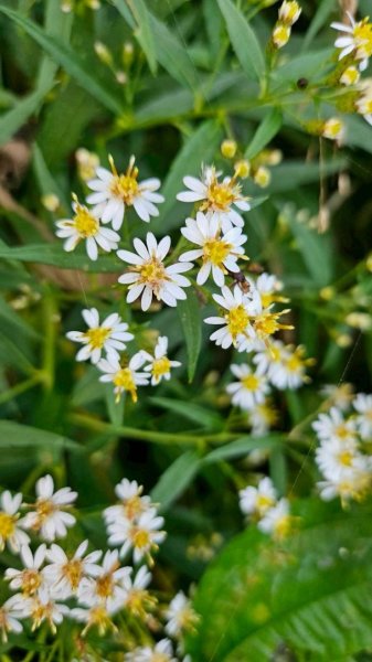 20251106北大武山步道☁️ 喜多麗雲海2931345