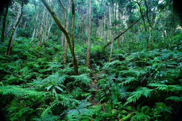 新竹 尖石 煤源山、比麟山、尖石山3071511
