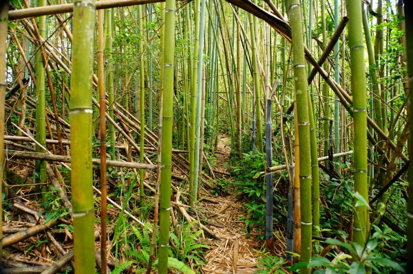 新竹 尖石 那羅山、煤源山3068652
