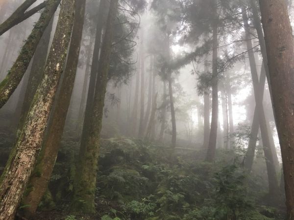觀霧檜山巨木森林步道171754
