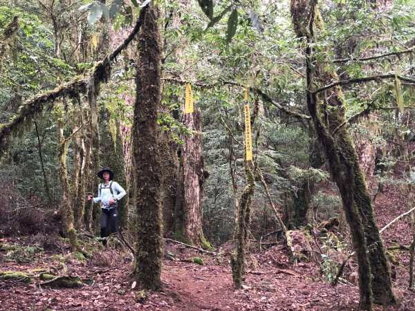 松蘿仙境｜小百岳卡拉寶山1225344