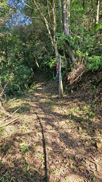 20260214五林縱走3000133